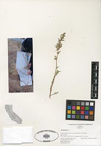 Herbarium Sheet of 